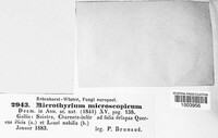 Microthyrium microscopicum image